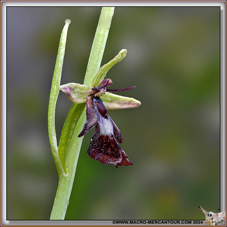 Ophrys Mouche